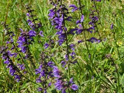 prefix-1590414425-801.jpg