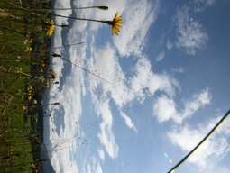 prefix-1599726942-389.JPG