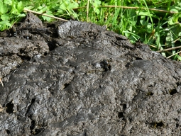 prefix-1599727167-630.JPG